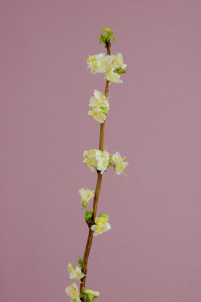Standish's honeysuckle
