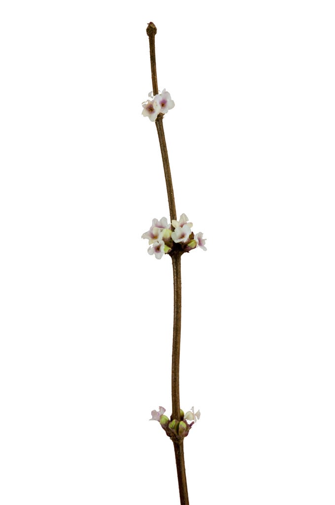 honeysuckle 'Daphnis'