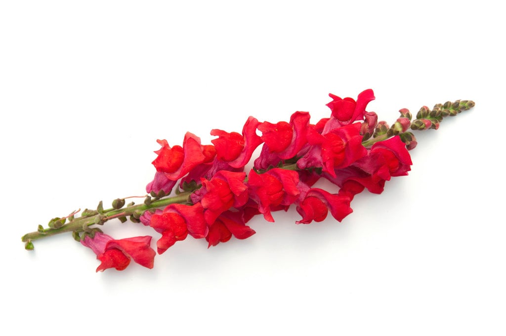 snapdragon 'Madame Butterfly'
