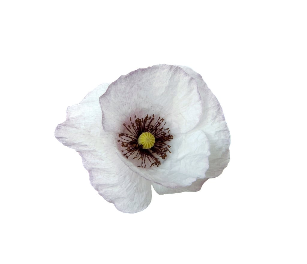 poppy 'Cedric Morris'
