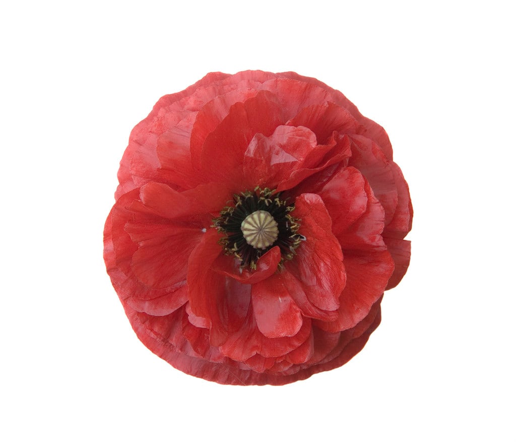 poppy Angels' Choir Group