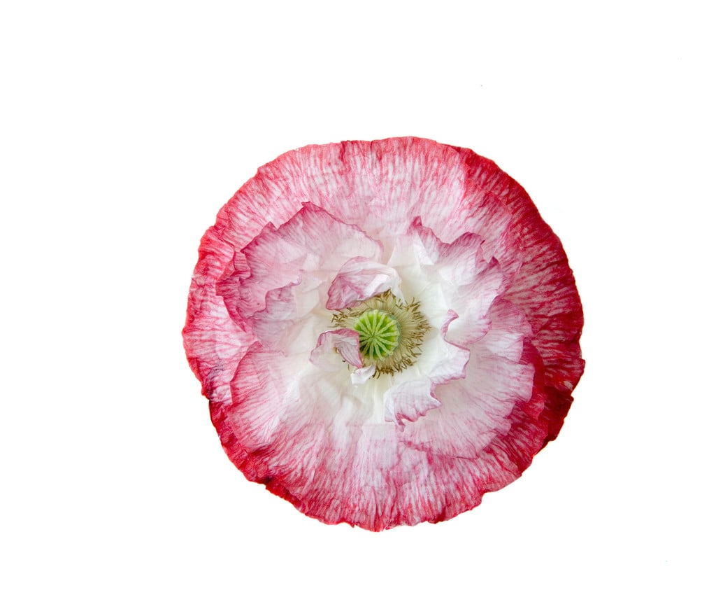 poppy 'Picotee Mixed'