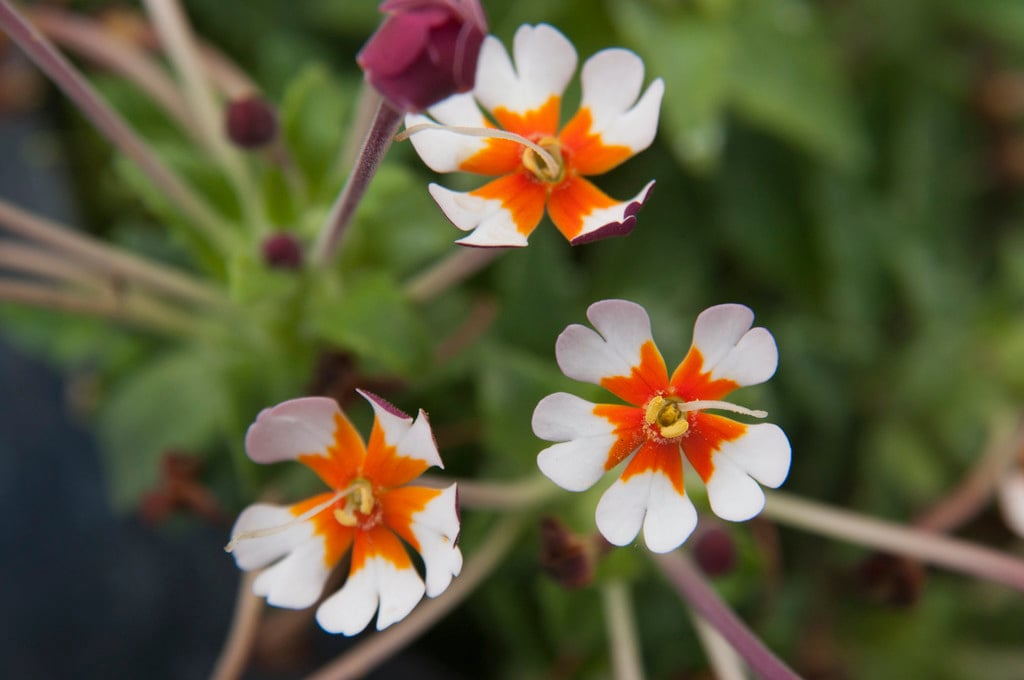 Zaluzianskya ovata &Orange Eye& night phlox &Orange Eye& Alpine Rockery/RHS Gardening