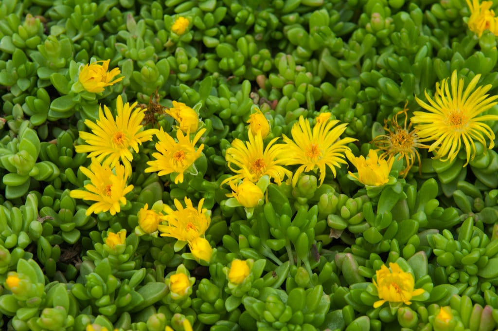 Delosperma nubigenum hardy yellow ice plant/RHS Gardening