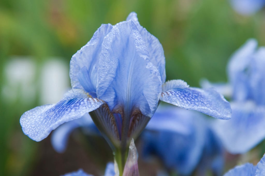 iris 'Austrian Sky'
