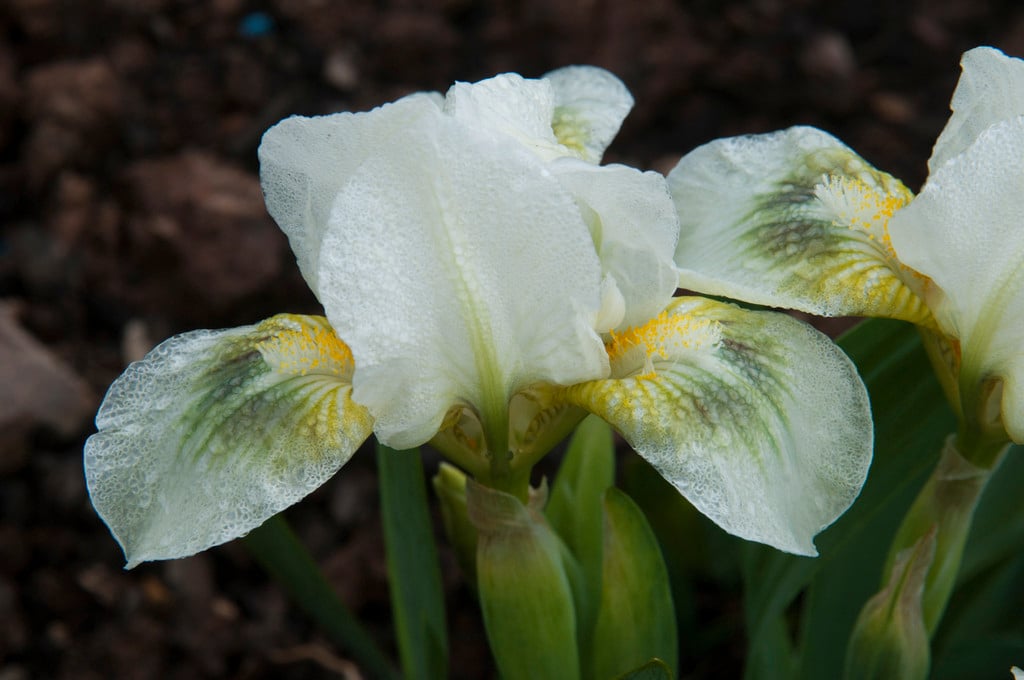 iris 'Green Spot'
