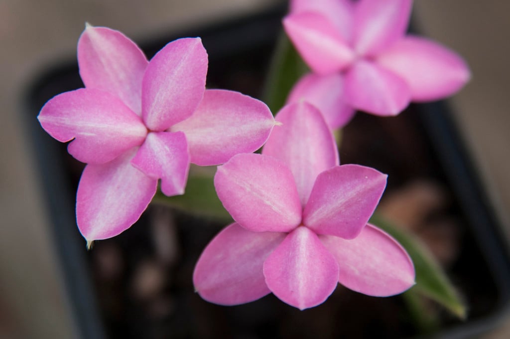red star 'Candy Stripe'