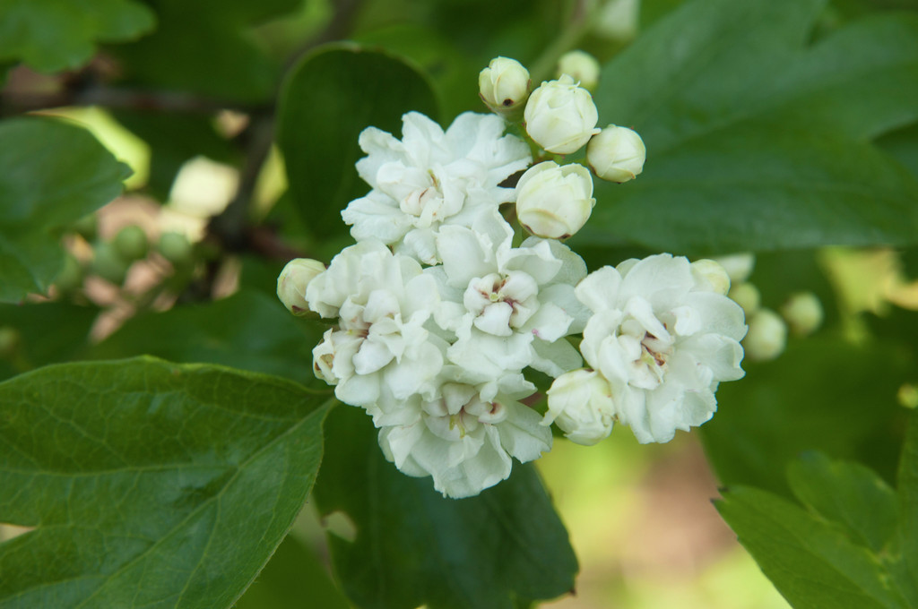 hawthorn 'Plena'