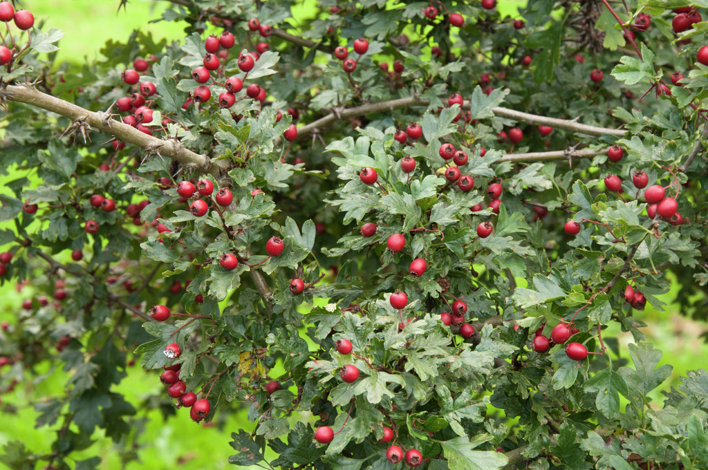 hawthorn 'Ferox'