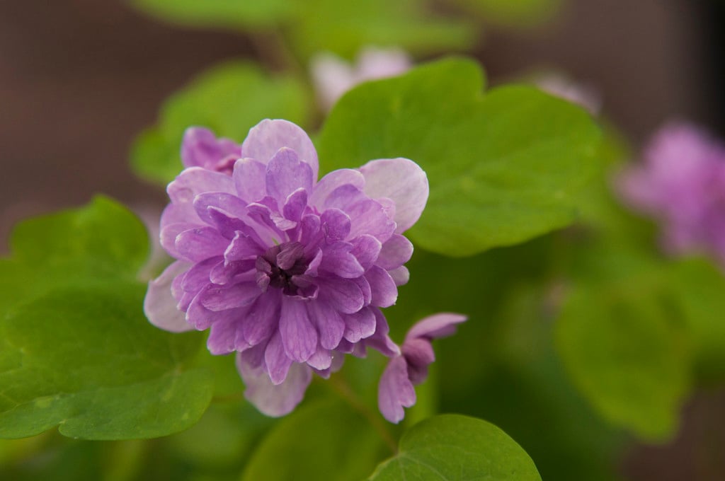 rosy rue anemone 'Oscar Schoaf'