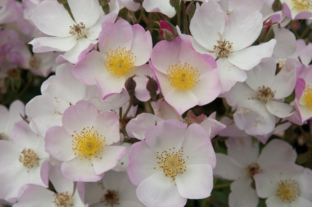 rose [Lyda Rose]
