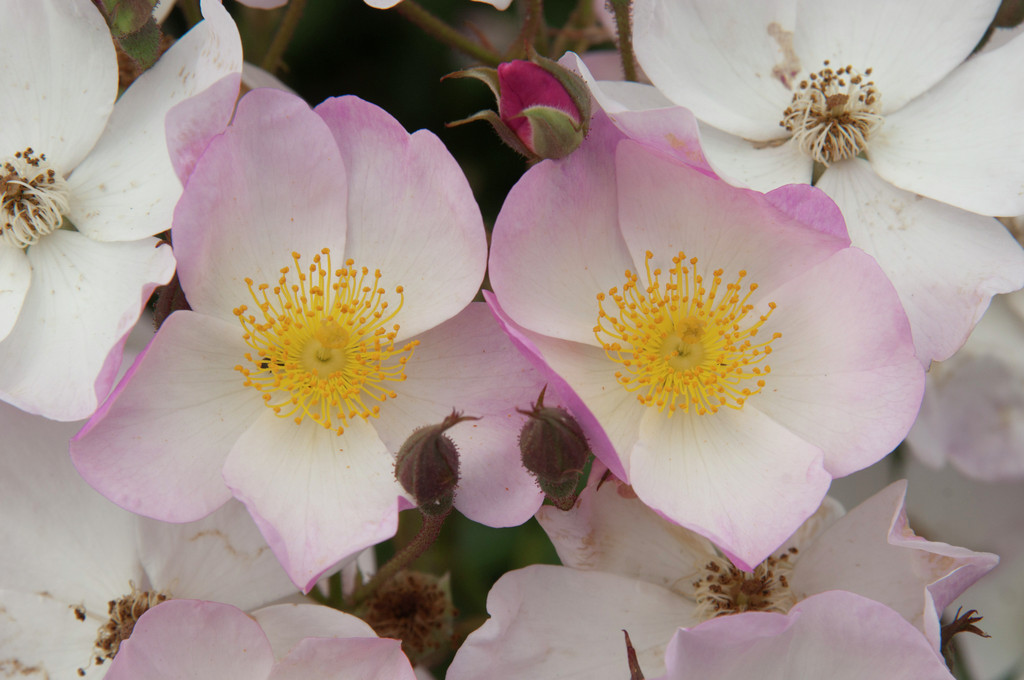 rose [Lyda Rose]