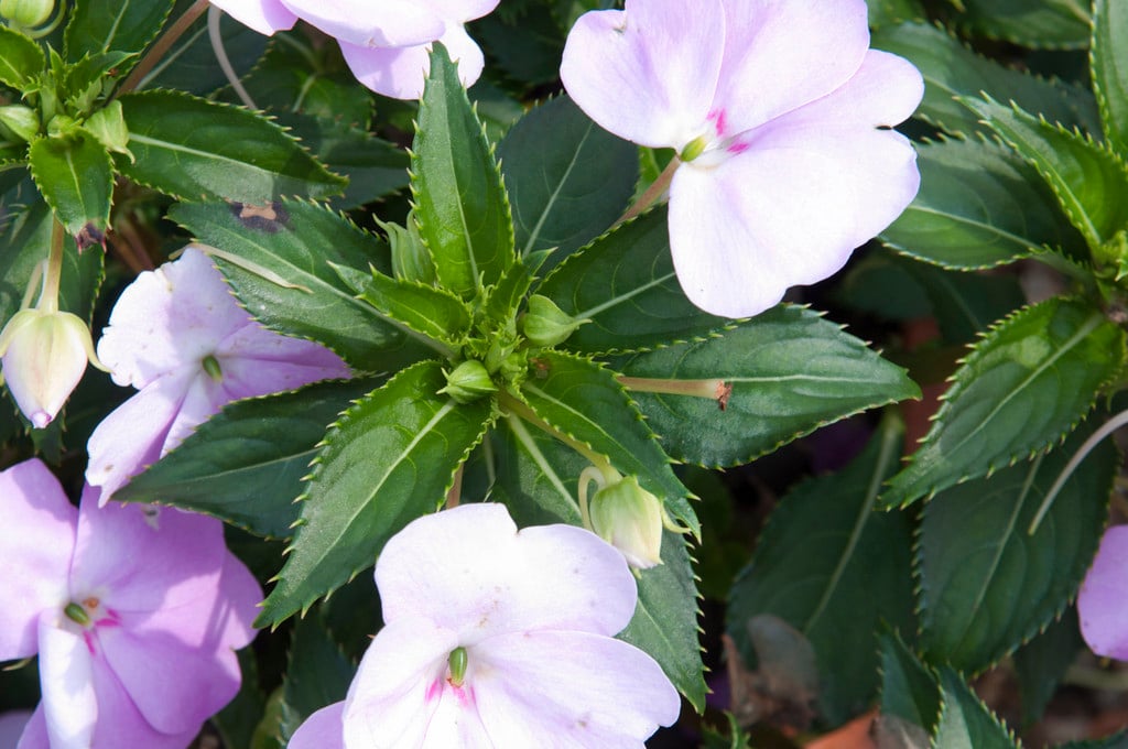 busy lizzie [Sun Harmony Compact Lavender]