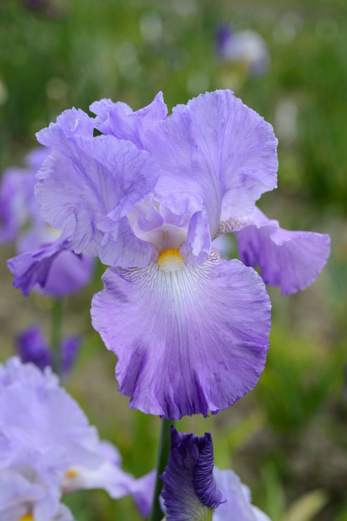 iris 'Annabel Jane'