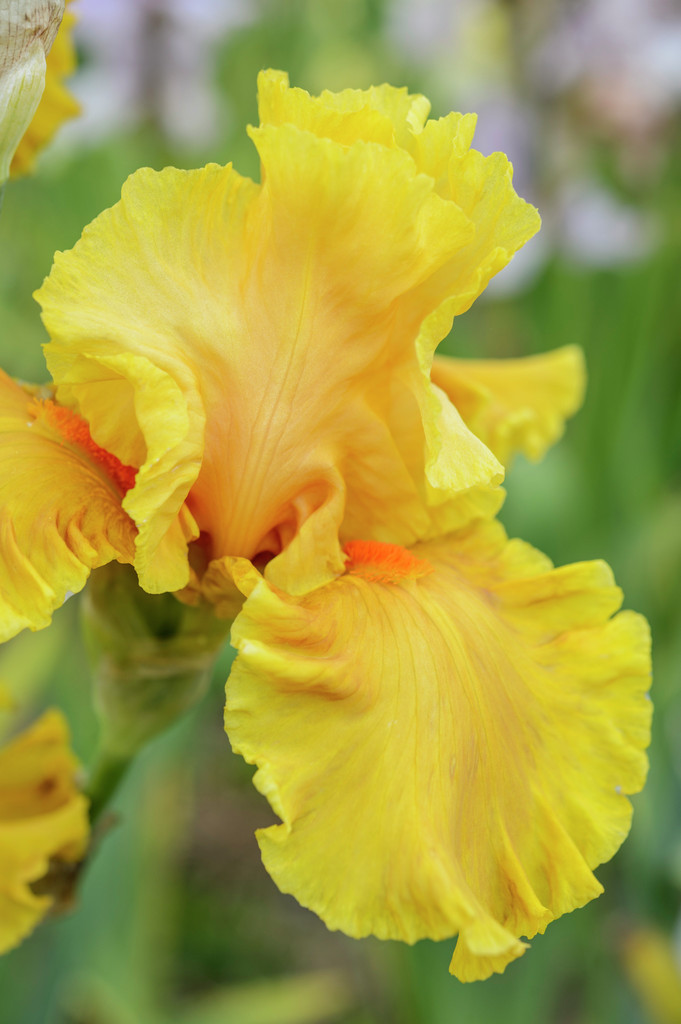 tall bearded iris 'Cordoba'
