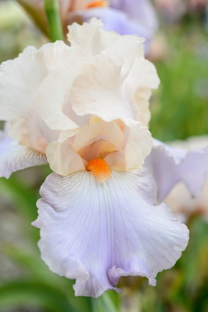 Iris 'Celebration Song' (TB) iris 'Celebration Song'/RHS Gardening
