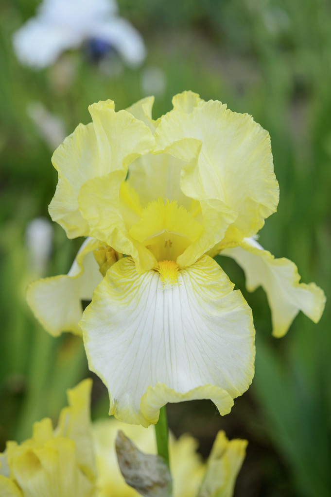 tall bearded iris 'Godfrey Owen'