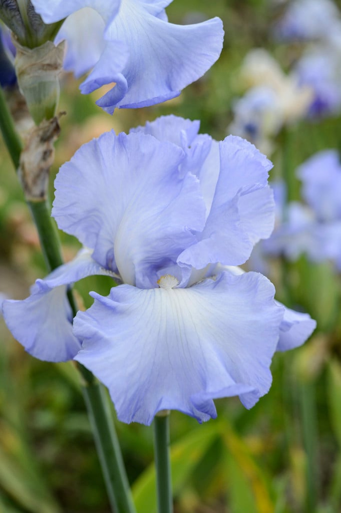 tall bearded iris 'Joyful Skies'