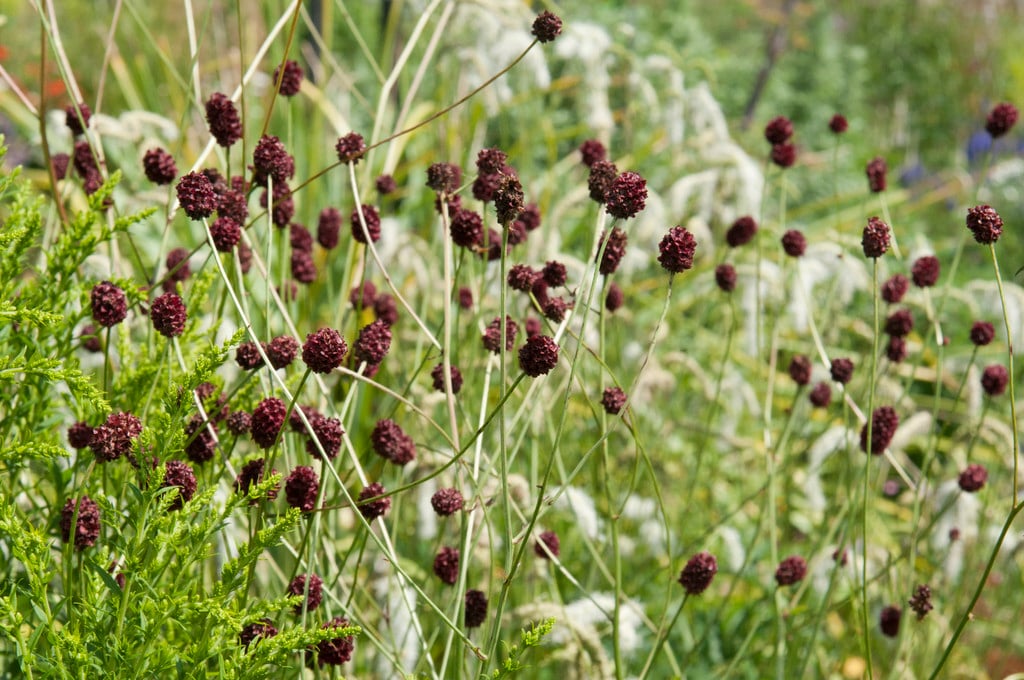 great burnet 'Martin's Mulberry'