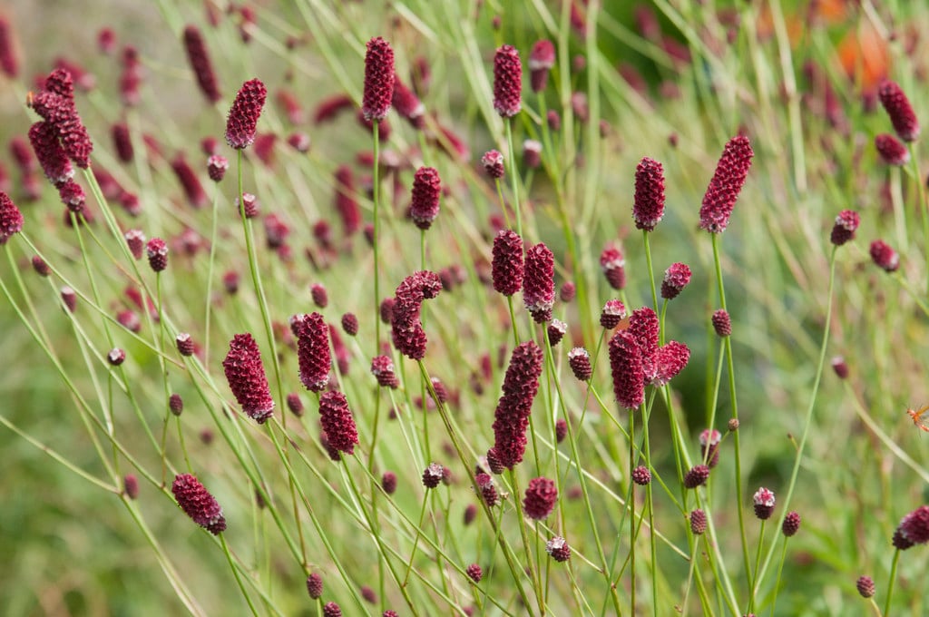 slender-leaved burnet 'Pieters'