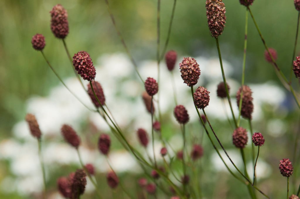 great burnet 'Crimson Queen'