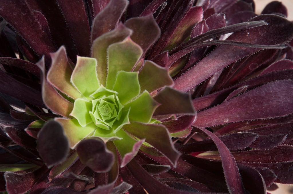 aeonium 'Merry Maiden'