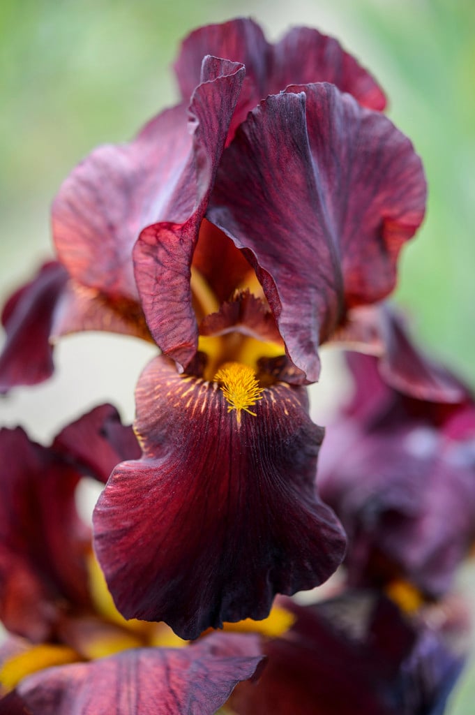 tall bearded iris 'Tall Chief'