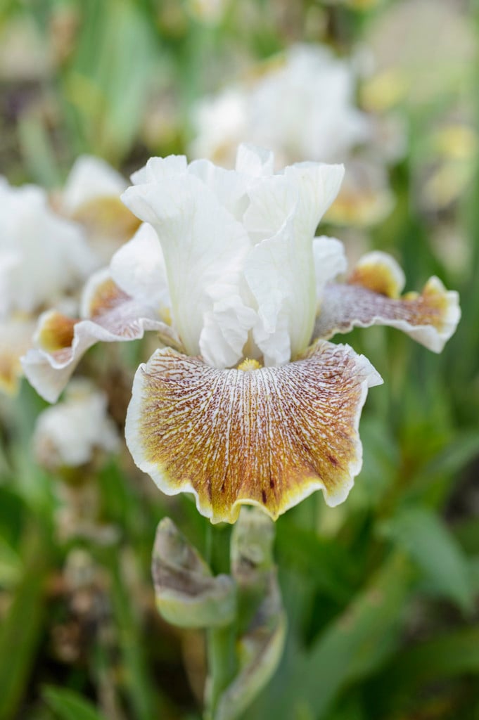 tall bearded iris 'Owyhee Desert'