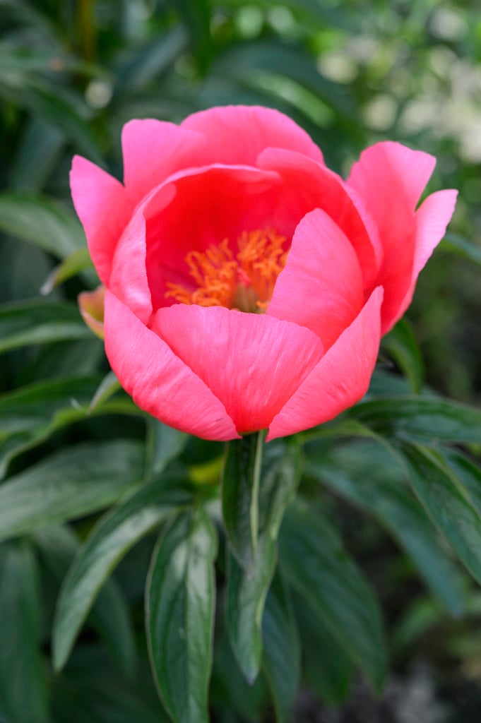 peony 'May Apple'