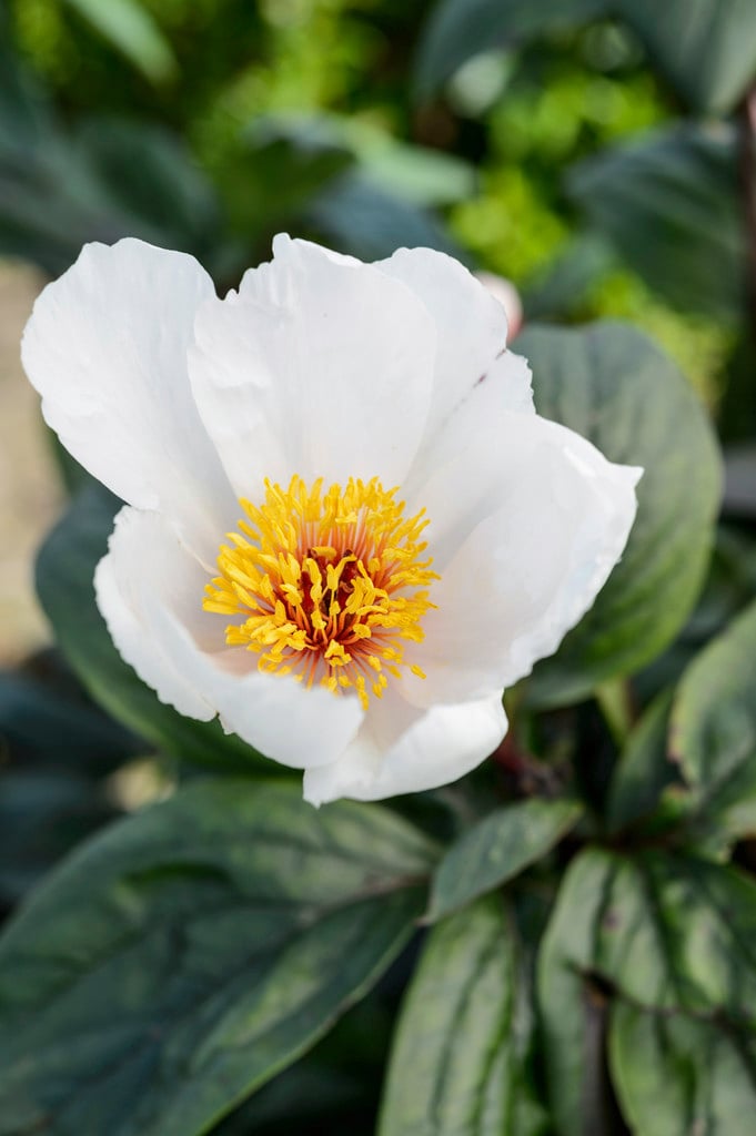 peony 'Garden Peace'