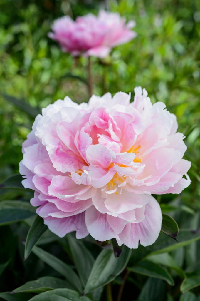 Paeonia lactiflora &Serene Pastel& | peony &Serene Pastel& Herbaceous ...