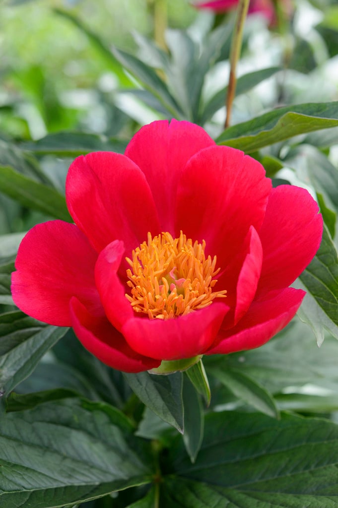 peony 'Scarlet O'Hara'