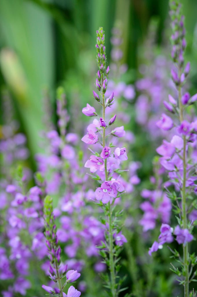 speedwell 'Ellen Mae'