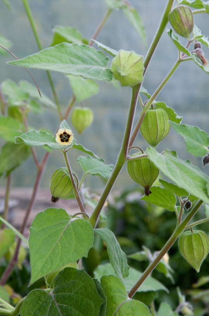 Cape gooseberry