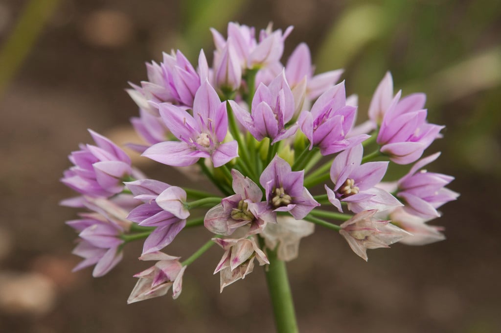 allium 'Eros'