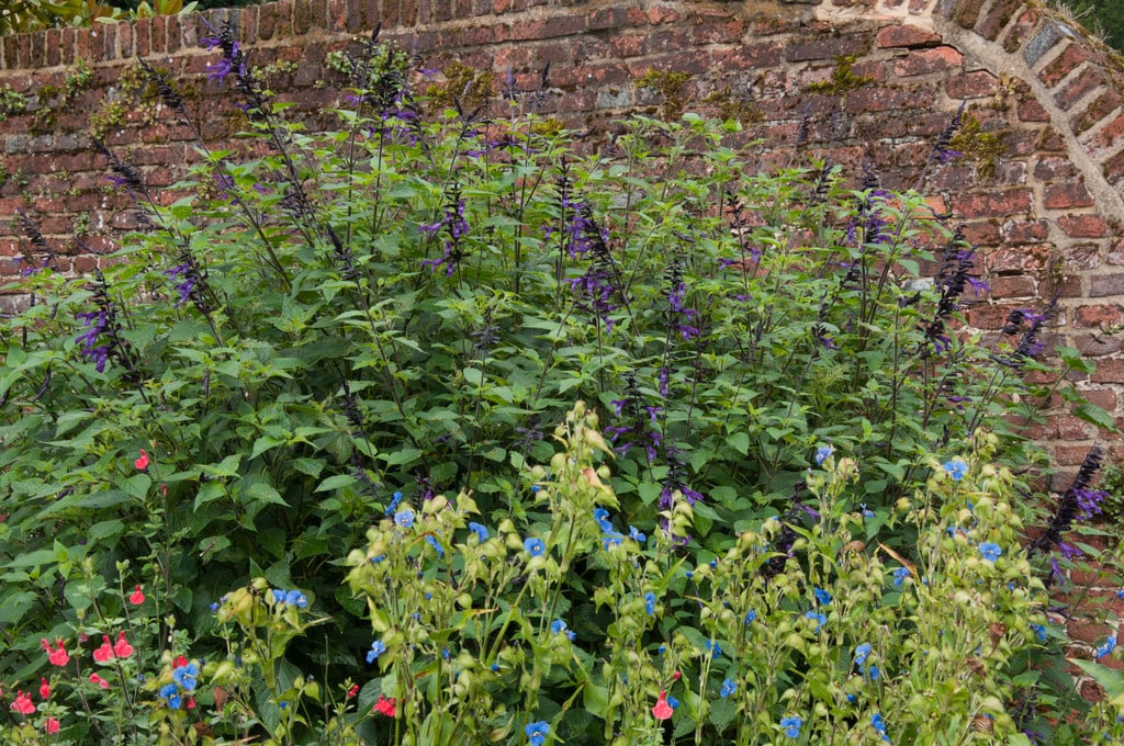 sage 'Amistad'