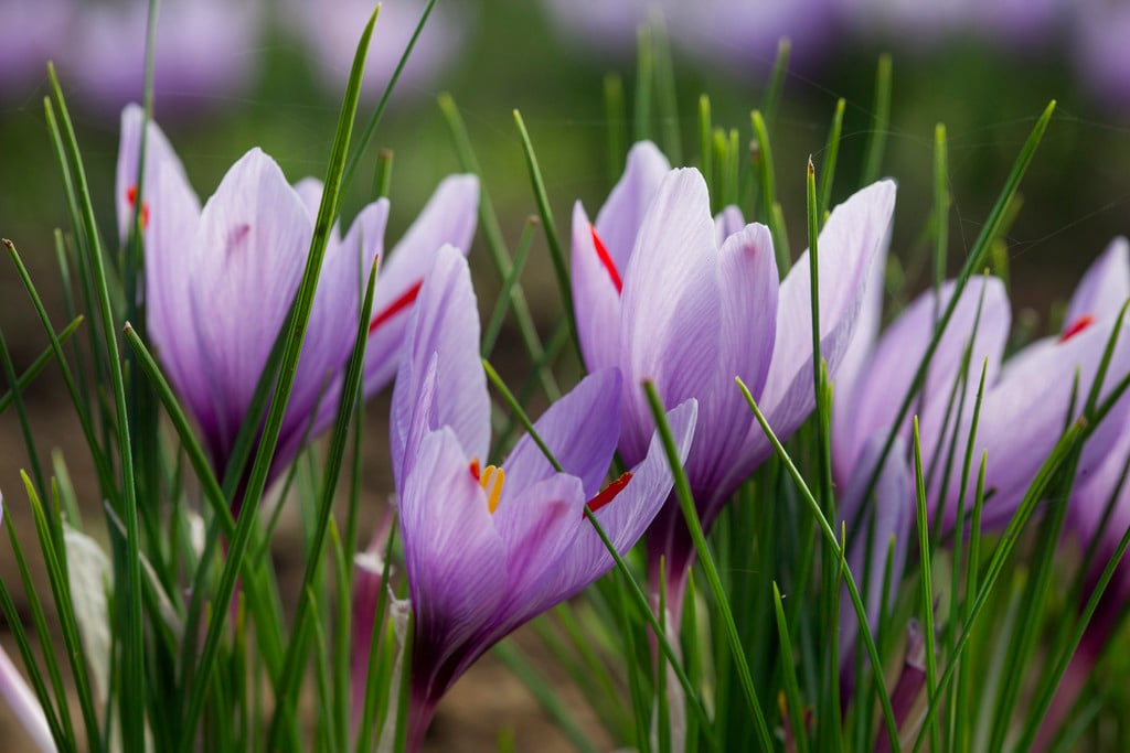 Crocus sativus saffron crocus Bulbs/RHS Gardening
