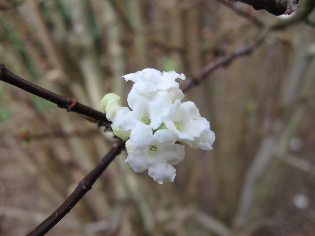 Farrer viburnum 'Candidissimum'