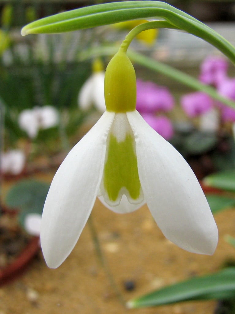 snowdrop 'Wendy's Gold'