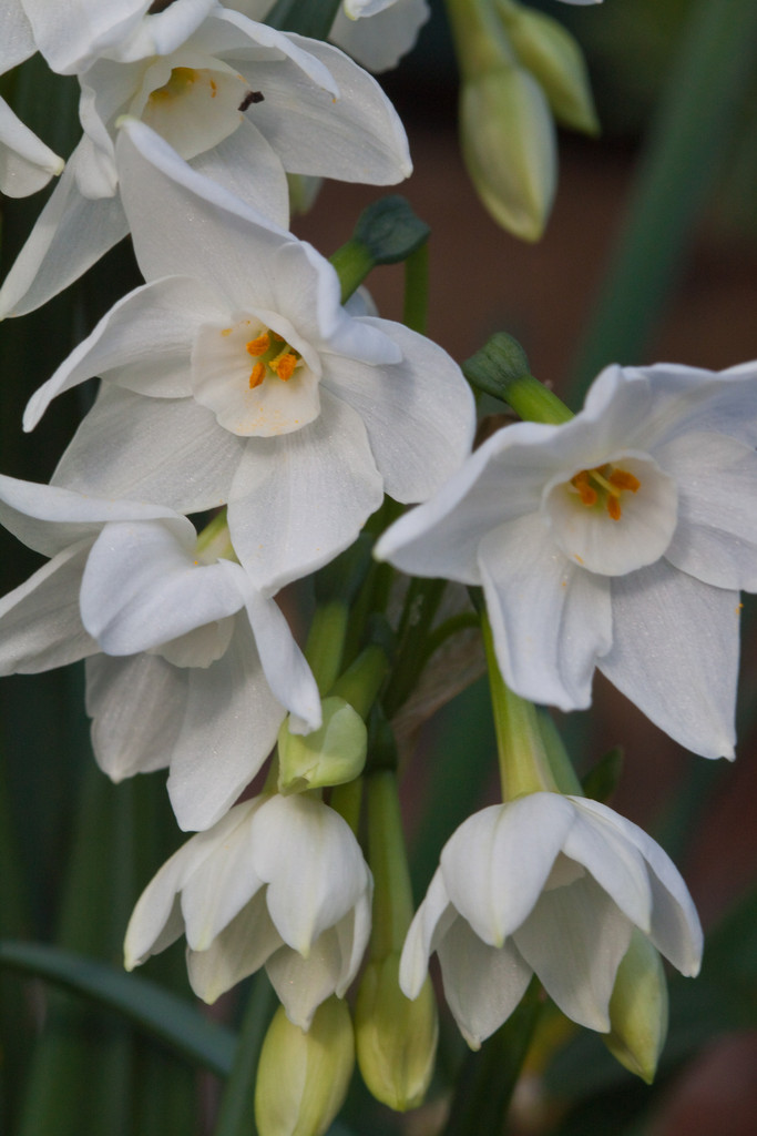 paper-white daffodil