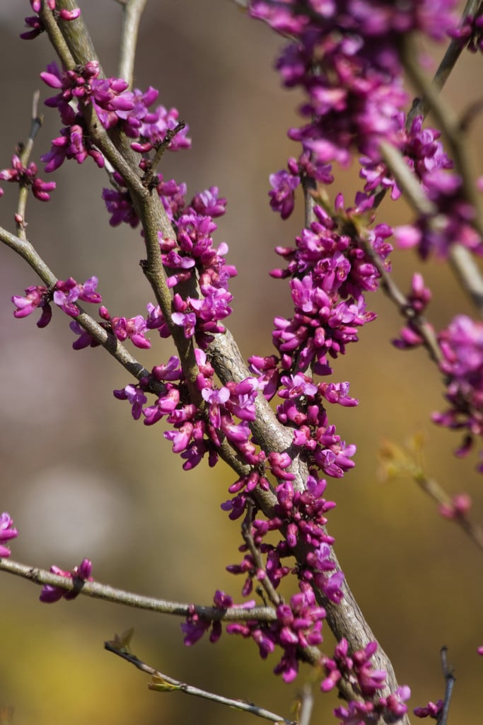 Cercis Chinensis Don Egolf Chinese Redbud Don Egolfrhs Gardening