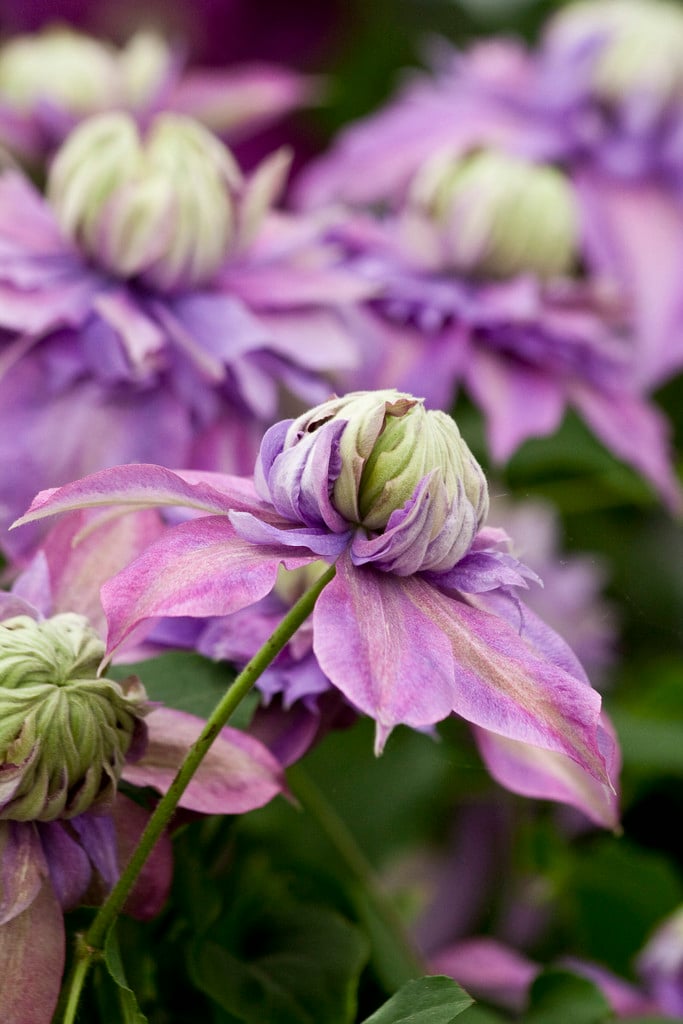 clematis [Diamantina]