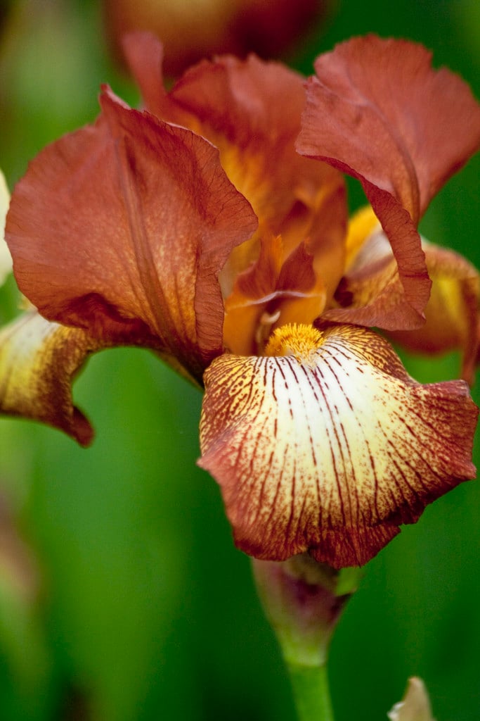 iris 'Carnival Time'