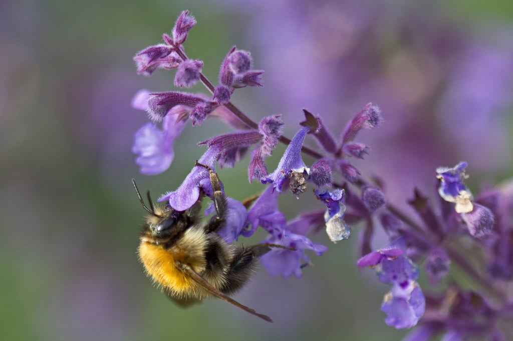 catmint 'Walker's Low'