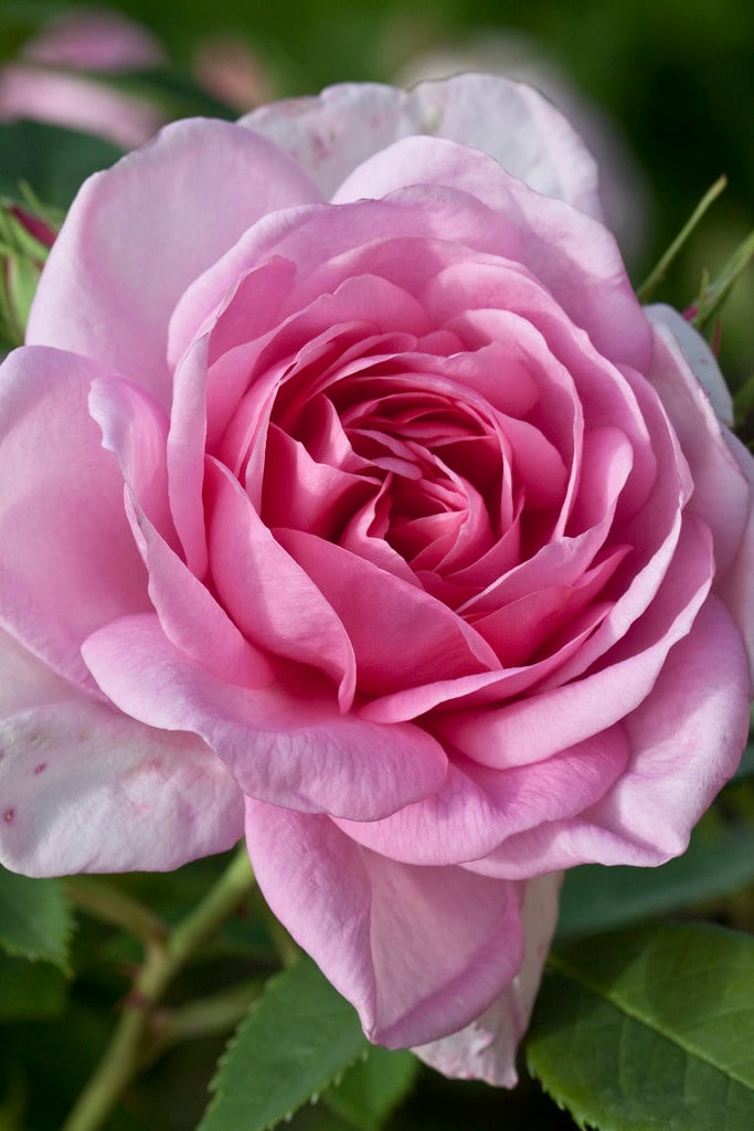 rose [Cariad]