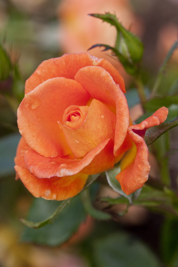 rose [Sweet Magic]