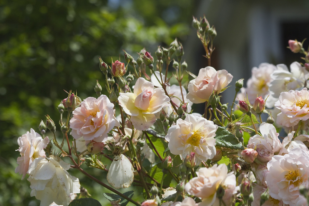 rose 'Penelope'
