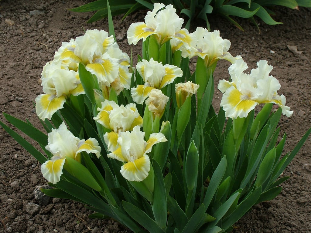 iris 'Adoring Glances'