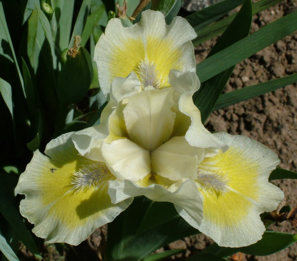 iris 'Adoring Glances'