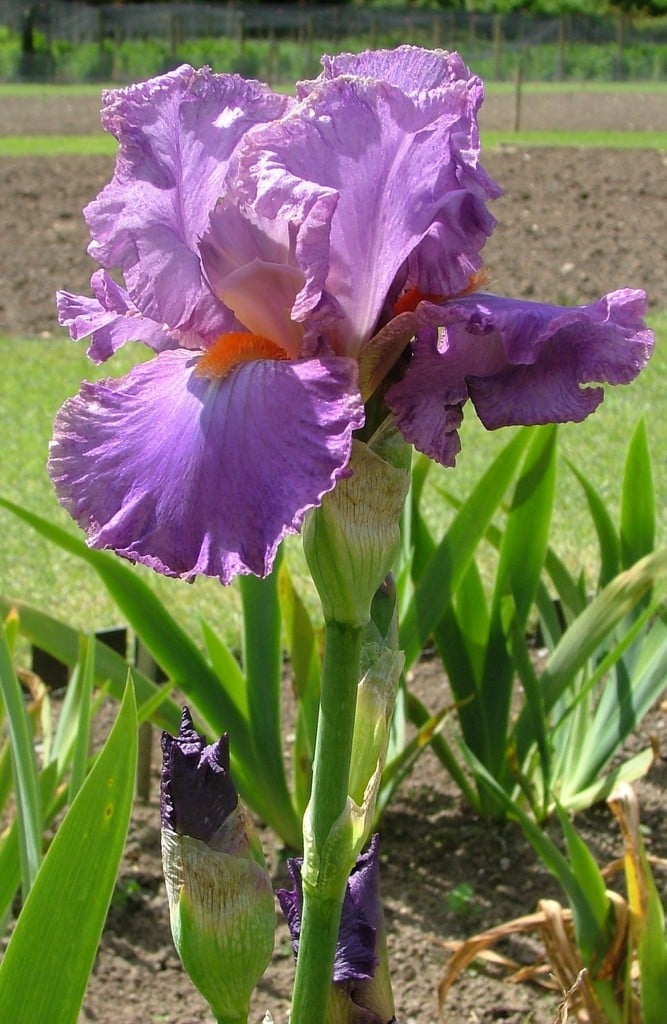 iris 'Allison Elizabeth'